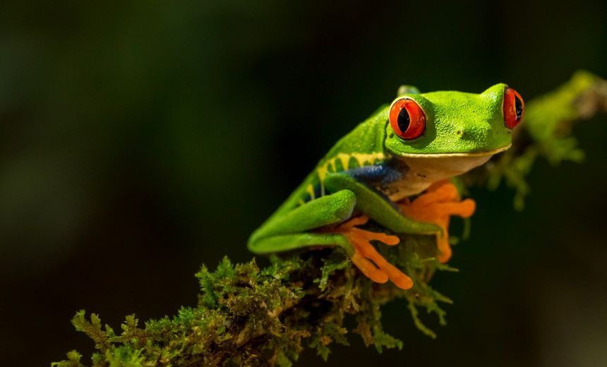 Frog from Costa Rica