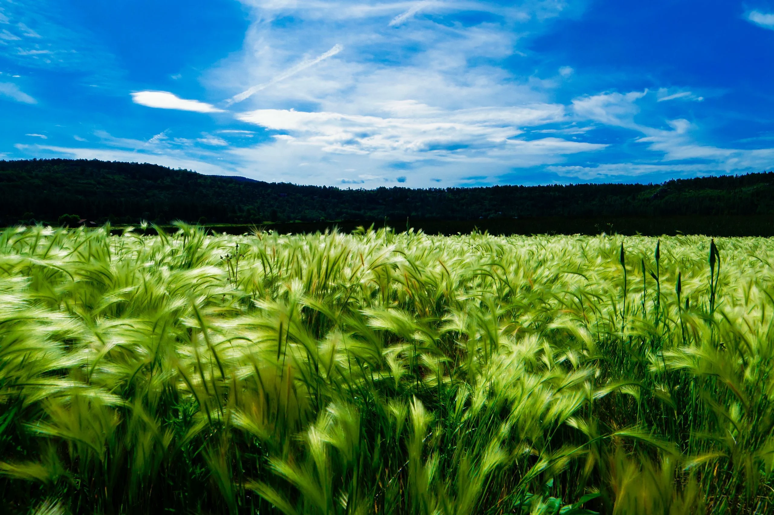 Farming fields